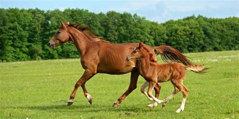 sexo entre caballo|Cómo se reproducen los caballos: el proceso de apareamiento..